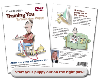 train-your-puppy-dvd-charlotte-the-dog-trainer
